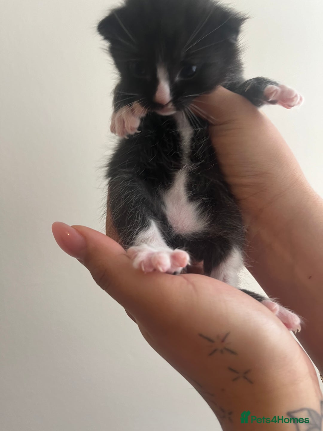 Domestic Shorthair cats for sale: Three domestic shorthair for sale  - Image 8