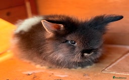 Lionhead rabbits for sale: Teddy Double & Single Lionhead Price starts at £35 - Image 5
