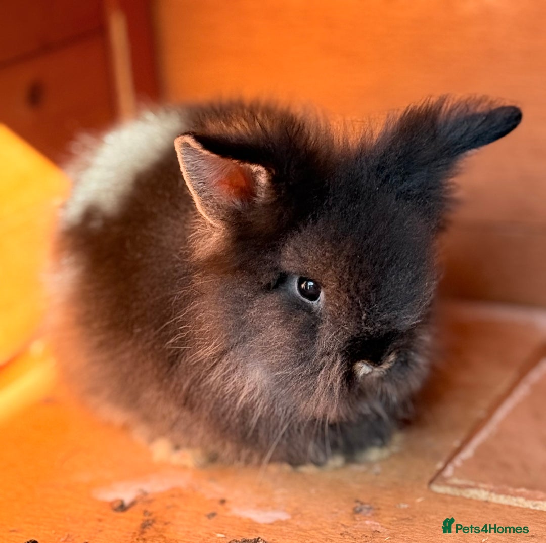 Lionhead rabbits for sale: Teddy Double & Single Lionhead Price starts at £35 - Image 5