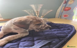 Great Dane dogs for sale: Harlequin pups  - Image 8