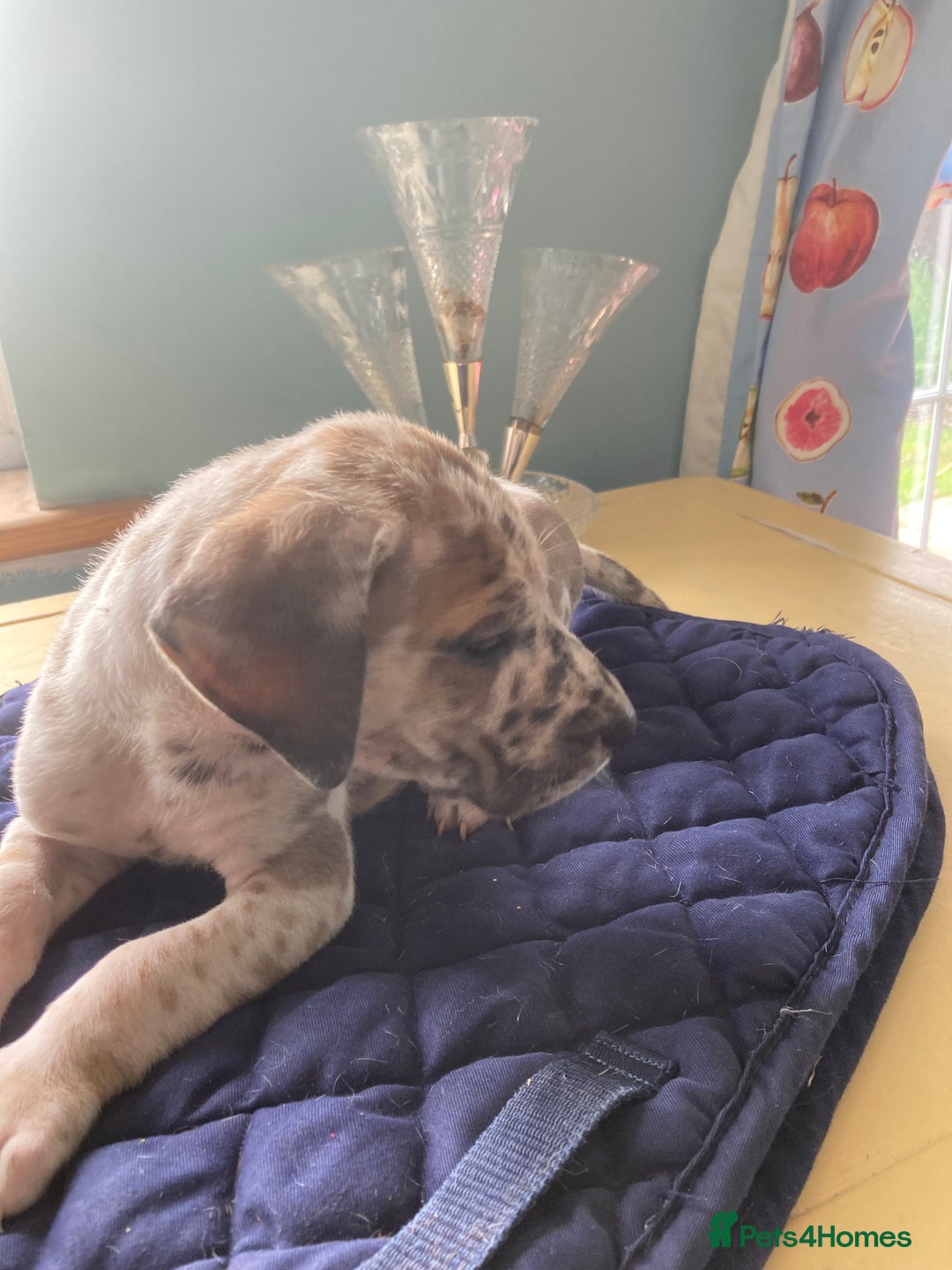 Great Dane dogs for sale: Harlequin pups  - Image 8