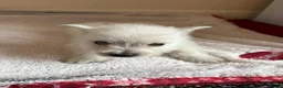 West Highland Terrier dogs for sale: 2 stunning west highland terrier puppies for sale  - Advert 3