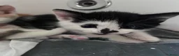 Mixed Breed cats for sale: Kittens for sale  - Advert 8