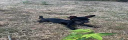 Russian Toy Terrier dogs for sale: Only male russian toy terrier puppy for sale - Advert 4