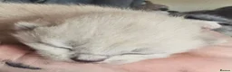 Burmese cats for sale: Burmese/snowshoe ragdoll - Advert 5