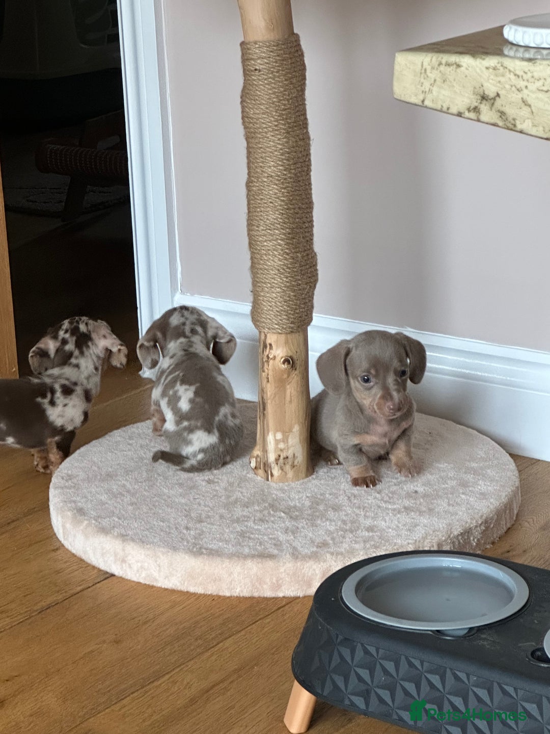 Miniature Dachshund dogs for sale: Miniature Dachshund Puppies - Image 31