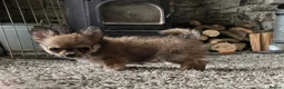 Chihuahua dogs for sale: KC Reg Chihuahua Pups, Champion lines. - Advert 5