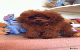 Toy Poodle dogs for sale: Asian Toy Poodle (VERY SMALL) - Image 5