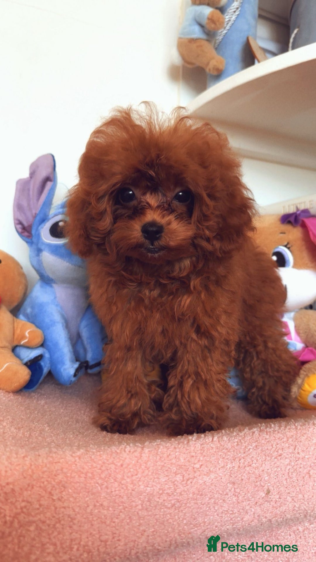 Toy Poodle dogs for sale: Asian Toy Poodle (VERY SMALL) - Image 5