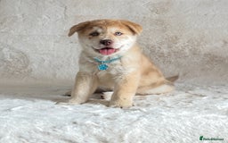 Chow Chow dogs for sale: Chocolate Merle blue eyed chowsky male puppy  - Image 9