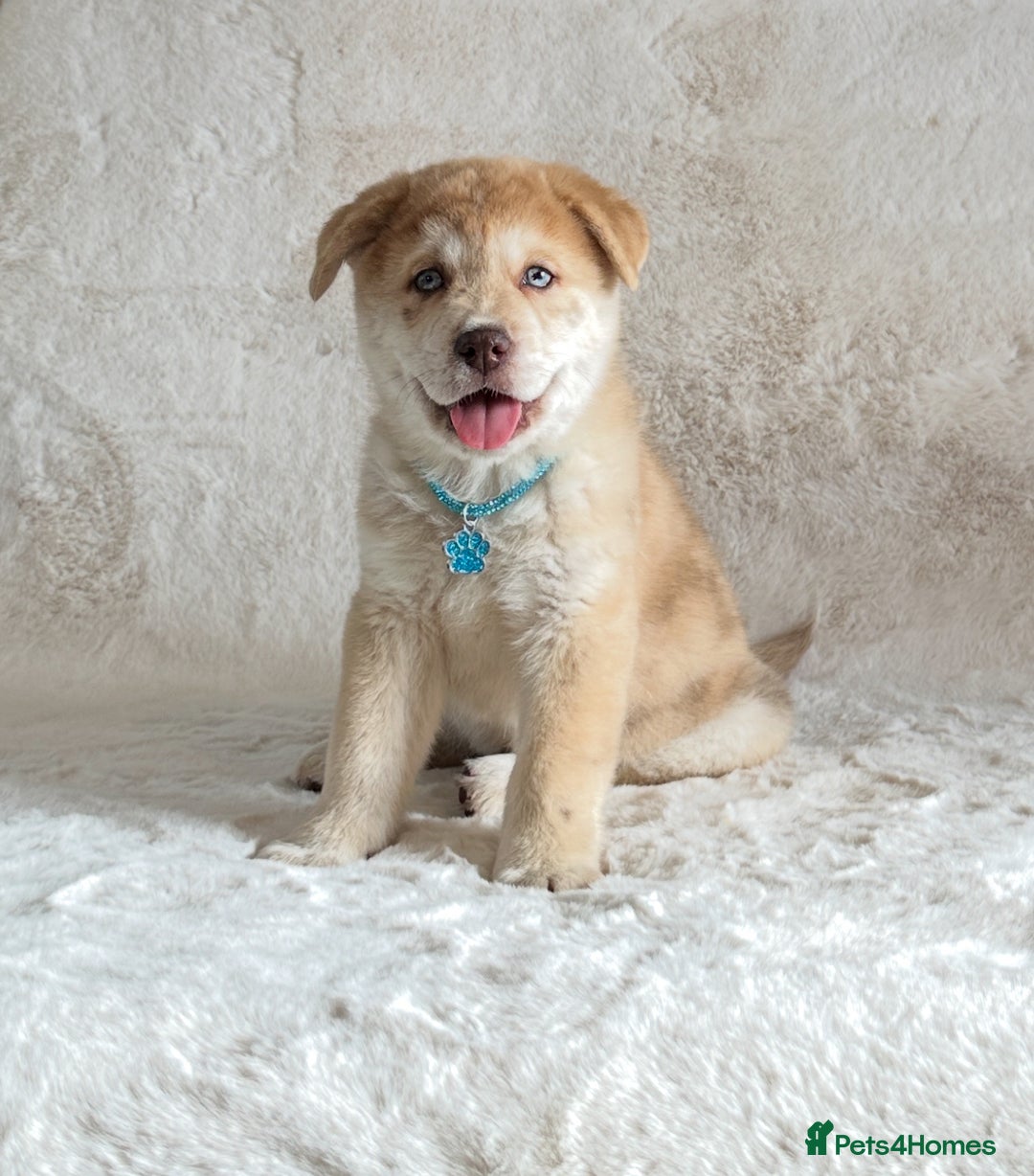 Chow Chow dogs for sale: Chocolate Merle blue eyed chowsky male puppy  - Image 9
