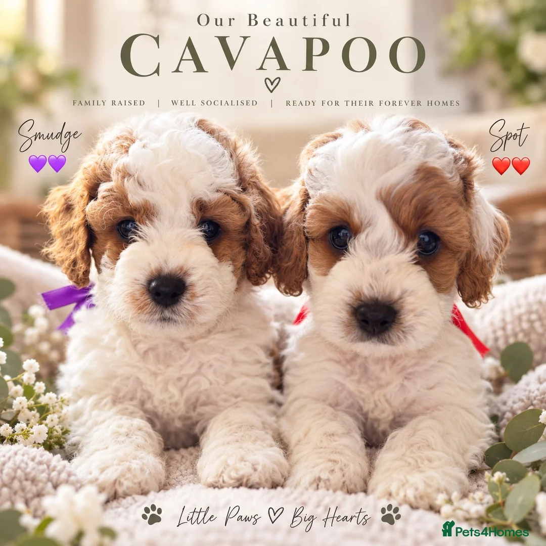 Cavapoo dogs for sale: Available TODAY ❤️ F1b Cavapoo Puppies  - Advert 1