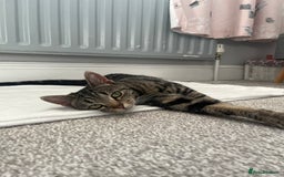 European cats for sale: Female kitten - Image 1