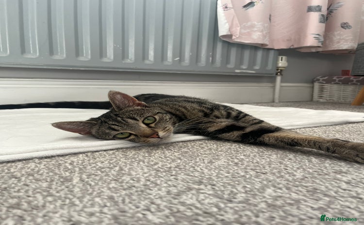 European cats - Advert 8