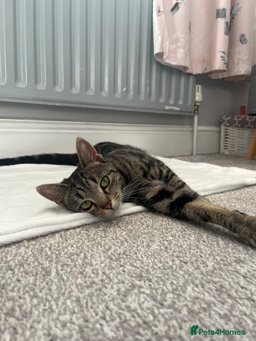 European cats for sale: Female kitten - Image 1