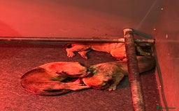 Rhodesian Ridgeback dogs for sale: Two stunning kc registered boys ready to leave  - Image 5