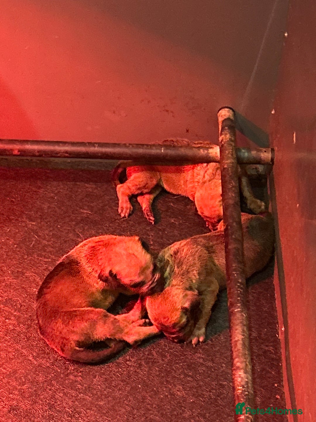 Rhodesian Ridgeback dogs for sale: Two stunning kc registered boys ready to leave  - Image 5