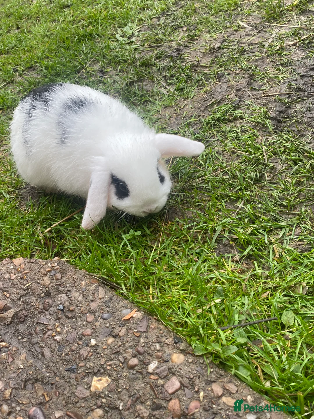 Mini Lop rabbits for sale: Gorgeous mini lop baby rabbits  - Advert 7