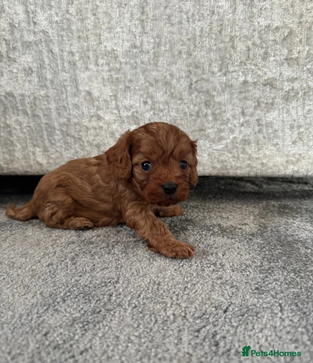 Cavalier King Charles Spaniel dogs for sale: Outstanding Cavalier King Charles Spaniel Puppies  in Moreton-in-Marsh - Advert 3