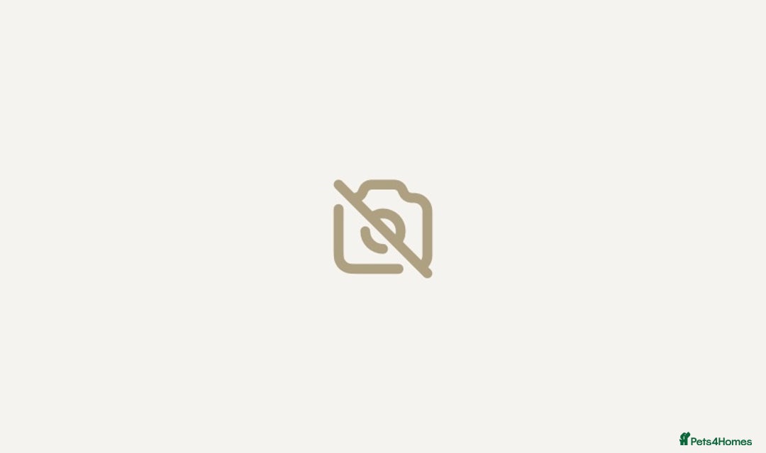 Australian Shepherd dogs for sale: Miss Julie Duckworth - Image 11