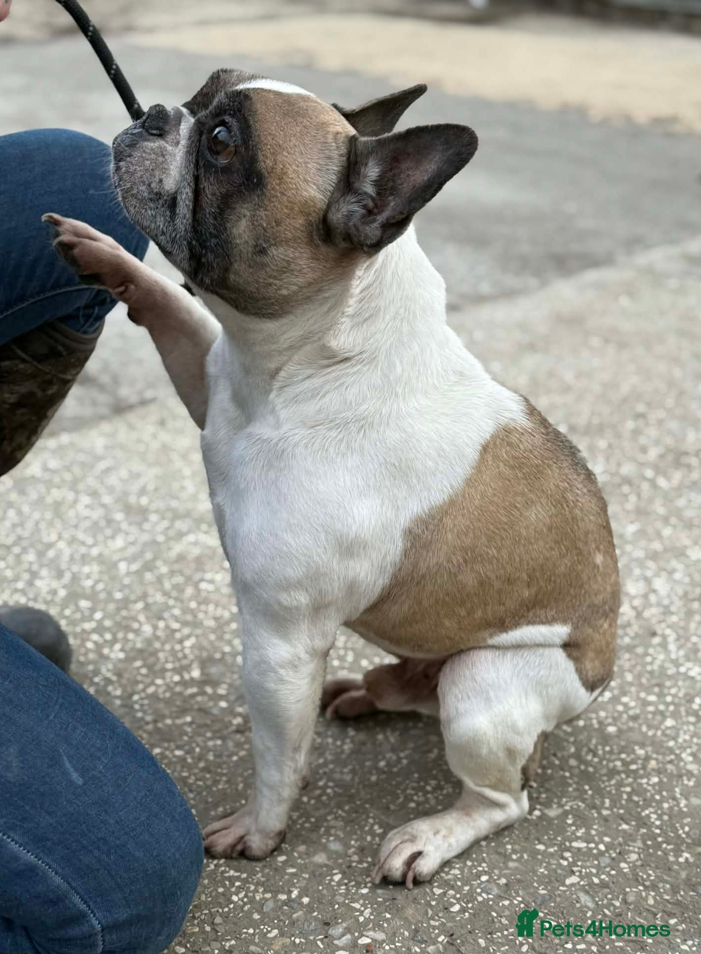 French Bulldog dogs Child friendly Lenny wants a new loving home - Advert 1
