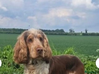 Cocker Spaniel dogs - Advert 8