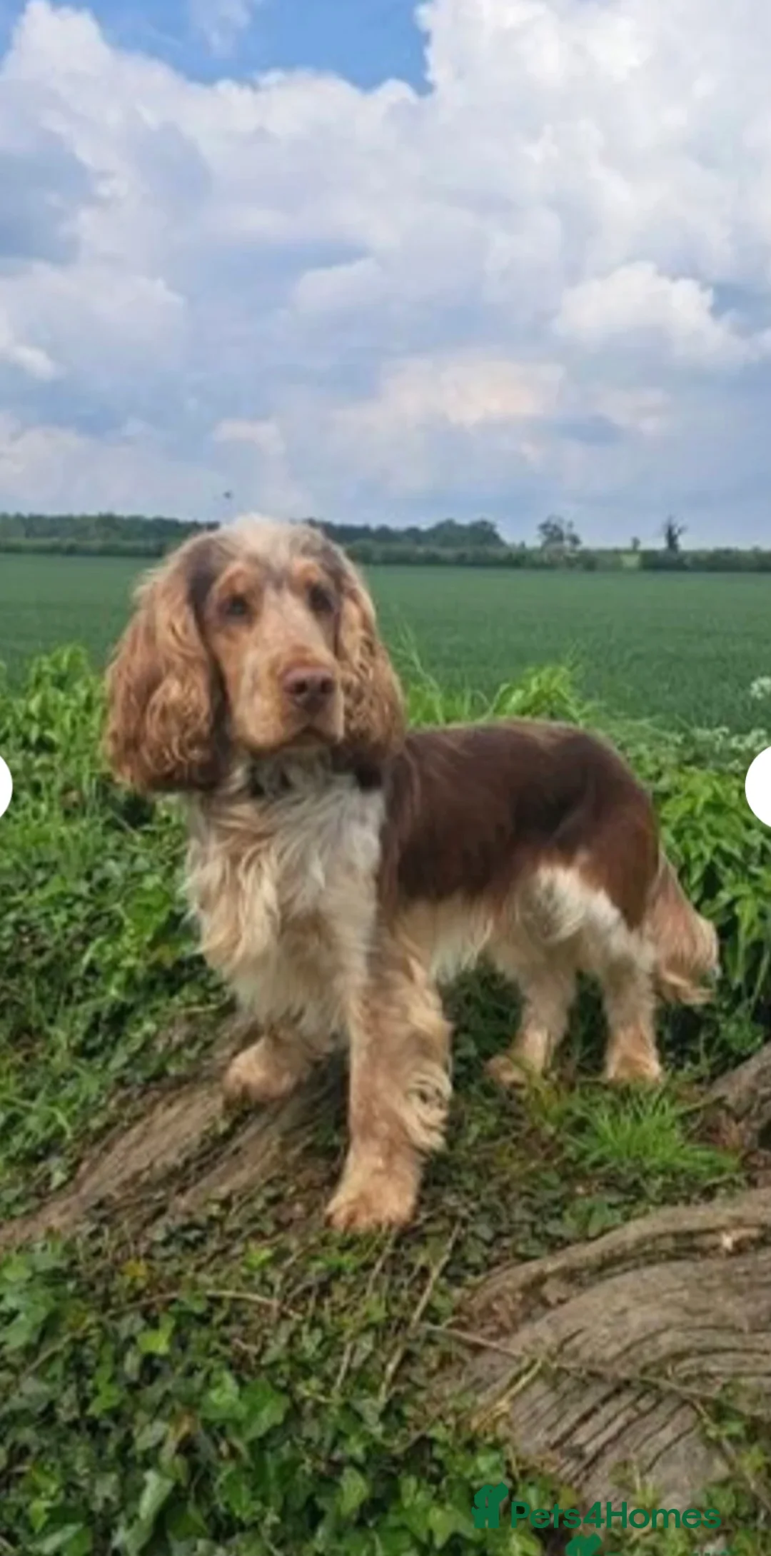 Cocker Spaniel dogs for stud: KC reg show cocker spaniel, proven health tested  - Advert 3