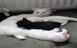 Mixed Breed cats for sale: Gorgeous female kitten  - Image 5