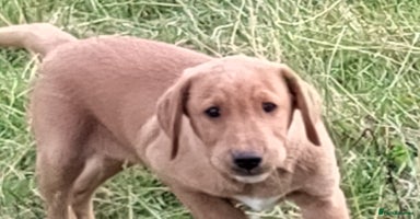 Labrador Retriever dogs - Advert 5