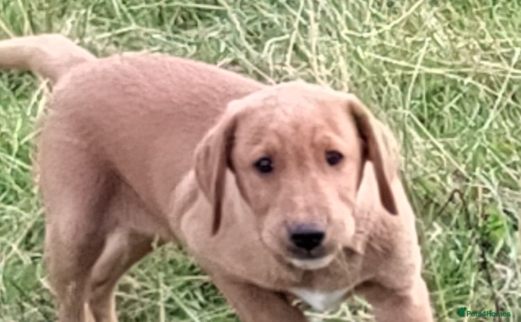 Labrador Retriever dogs - Advert 3