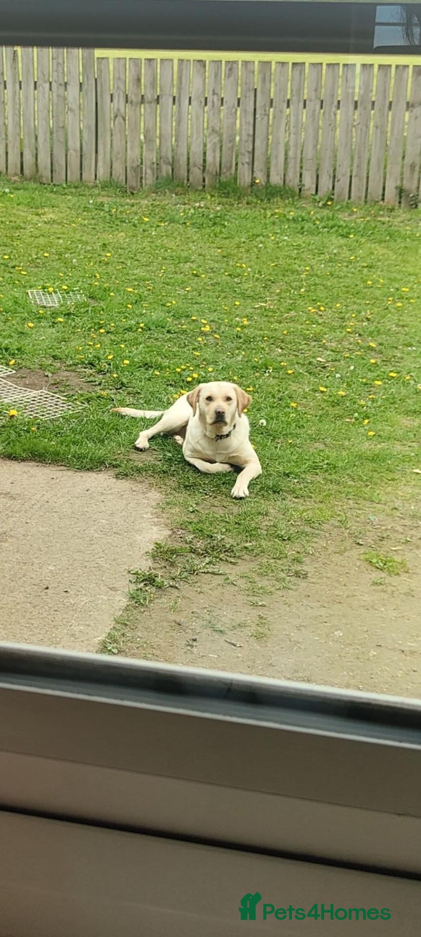 Labrador Retriever dogs KC Lab pups Nr Pickering, N Yorks - Advert 1