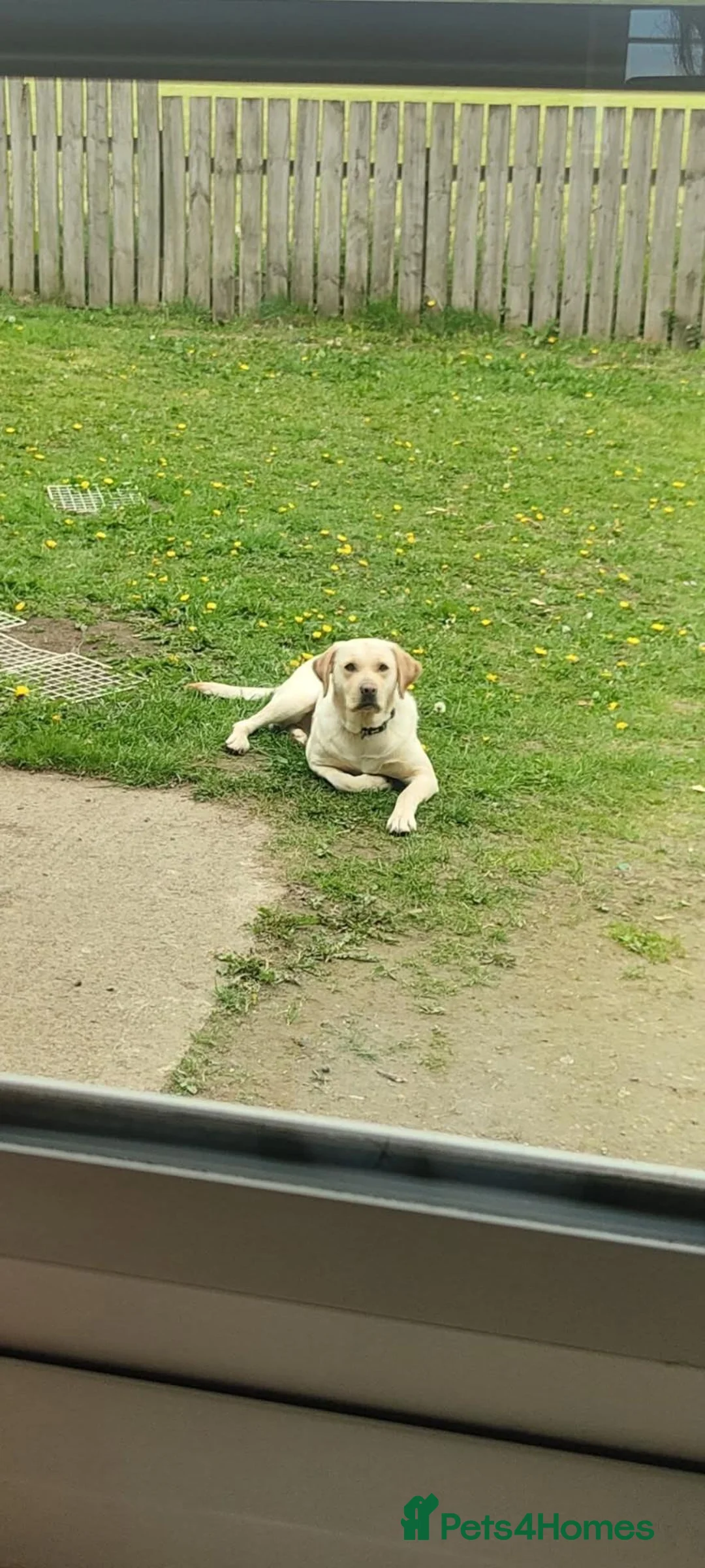 Labrador Retriever dogs for sale: KC Lab pups Nr Pickering, N Yorks in Pickering - Advert 1