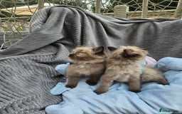 Ragdoll cats for sale: Beautiful Ragdoll Kittens  - Image 15