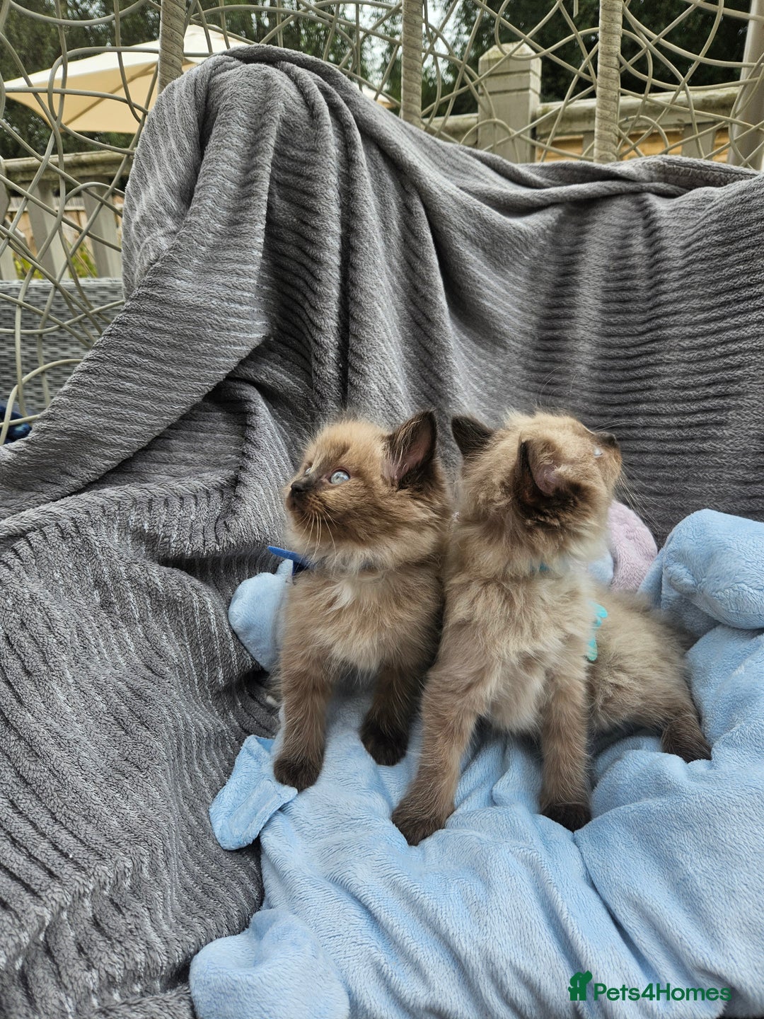 Ragdoll cats for sale: Beautiful Ragdoll Kittens  - Image 15