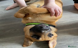 Mixed Breed dogs for sale: Tinkerbell the 18 week old German shepherd/mali - Image 5