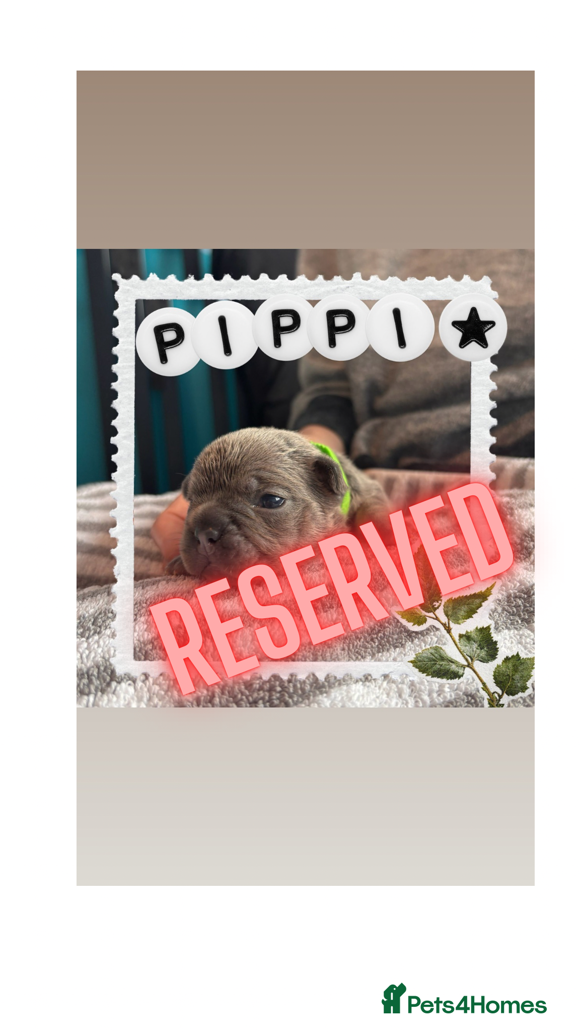 French Bulldog dogs French Bulldog puppies  - Advert 1