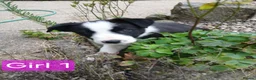 Border Collie dogs for sale: Border collie pups for sale - Advert 9