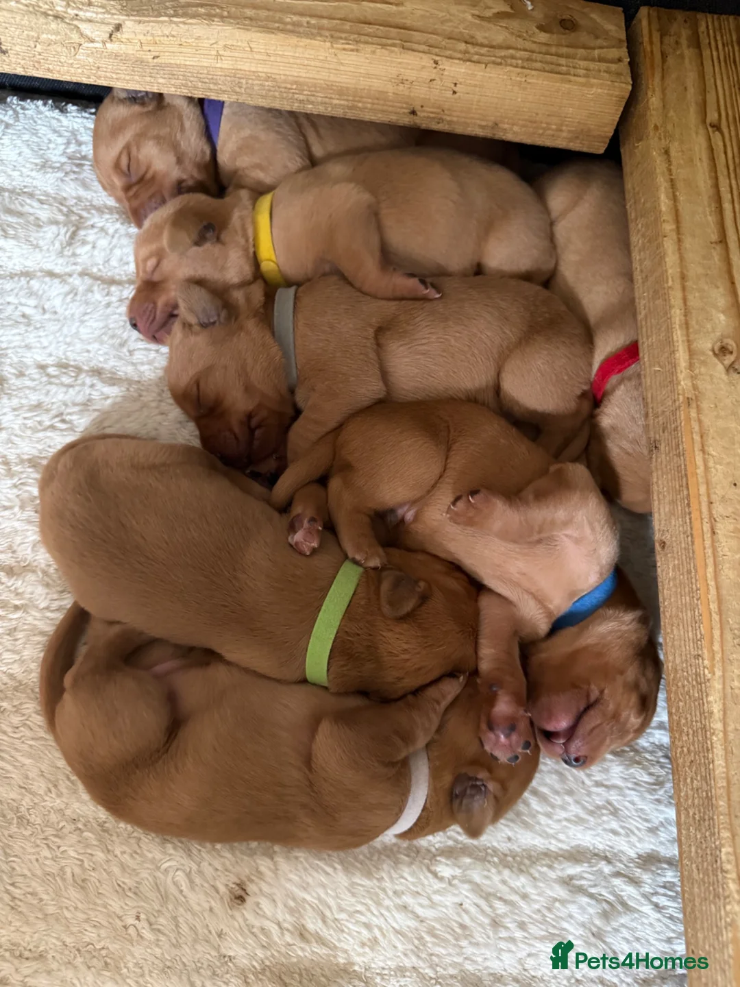 Labrador Retriever dogs for sale: Fox Red KC registered Labradors in Yarm - Advert 2