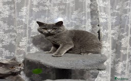 British Shorthair cats for sale: British Shorthair Blue Girls - Image 8