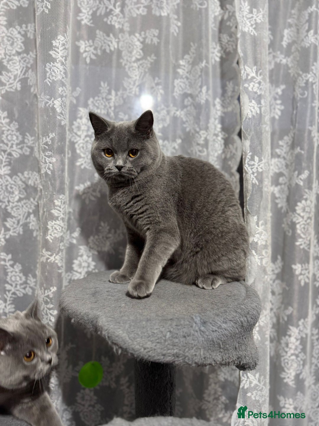 British Shorthair cats for sale: British Shorthair Blue Girls - Image 8