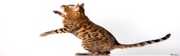 Bengal cats for stud: Stud cat Tica actives 5 generations pedigree  in Barnsley - Advert 9