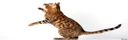 Bengal cats for stud: Stud cat Tica actives 5 generations pedigree  in Barnsley - Advert 9