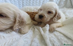 Cocker Spaniel dogs for sale: ❤️‍🔥❤️‍🔥💥Show Type Cocker Spaniel Puppies - Advert 15
