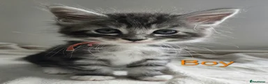 Maine Coon 1