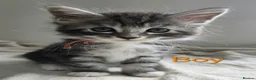 Maine Coon cats for sale: 7 Gorgeous Maine Coon kittens. - Advert 4