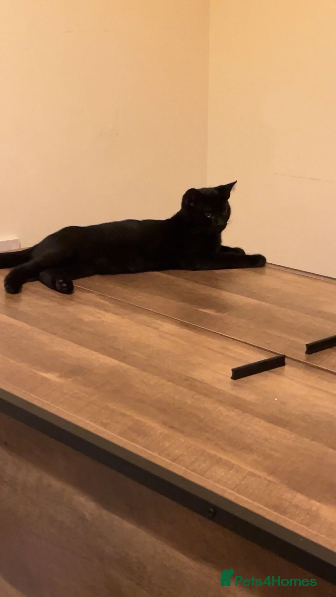 Bombay cats for sale: 2 Bombay cats  - Advert 2