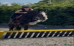 Irish Cob horses for sale: 13.1/13.2 Low Level All Rounder Cob Gelding  - Image 8