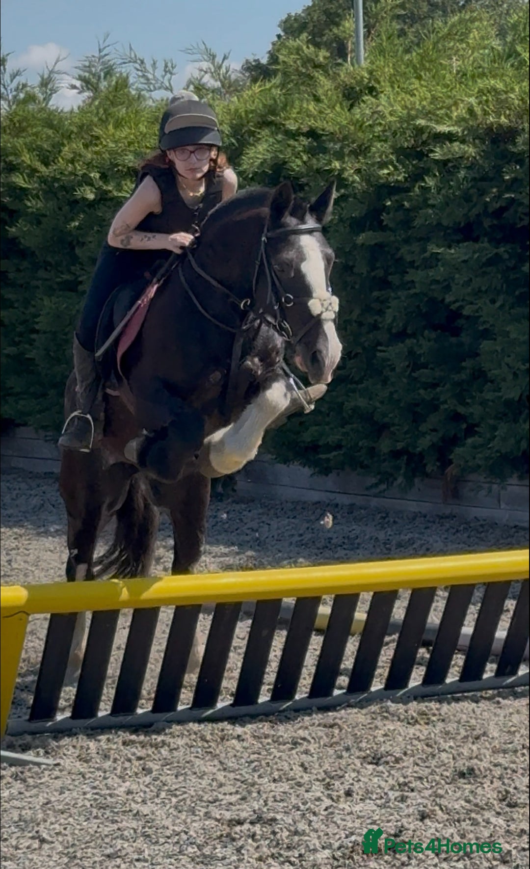 Irish Cob horses for sale: 13.1/13.2 Low Level All Rounder Cob Gelding  - Image 8