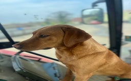 Cockerdor dogs for sale: Beautiful Cockerdor puppies for sale  - Image 15