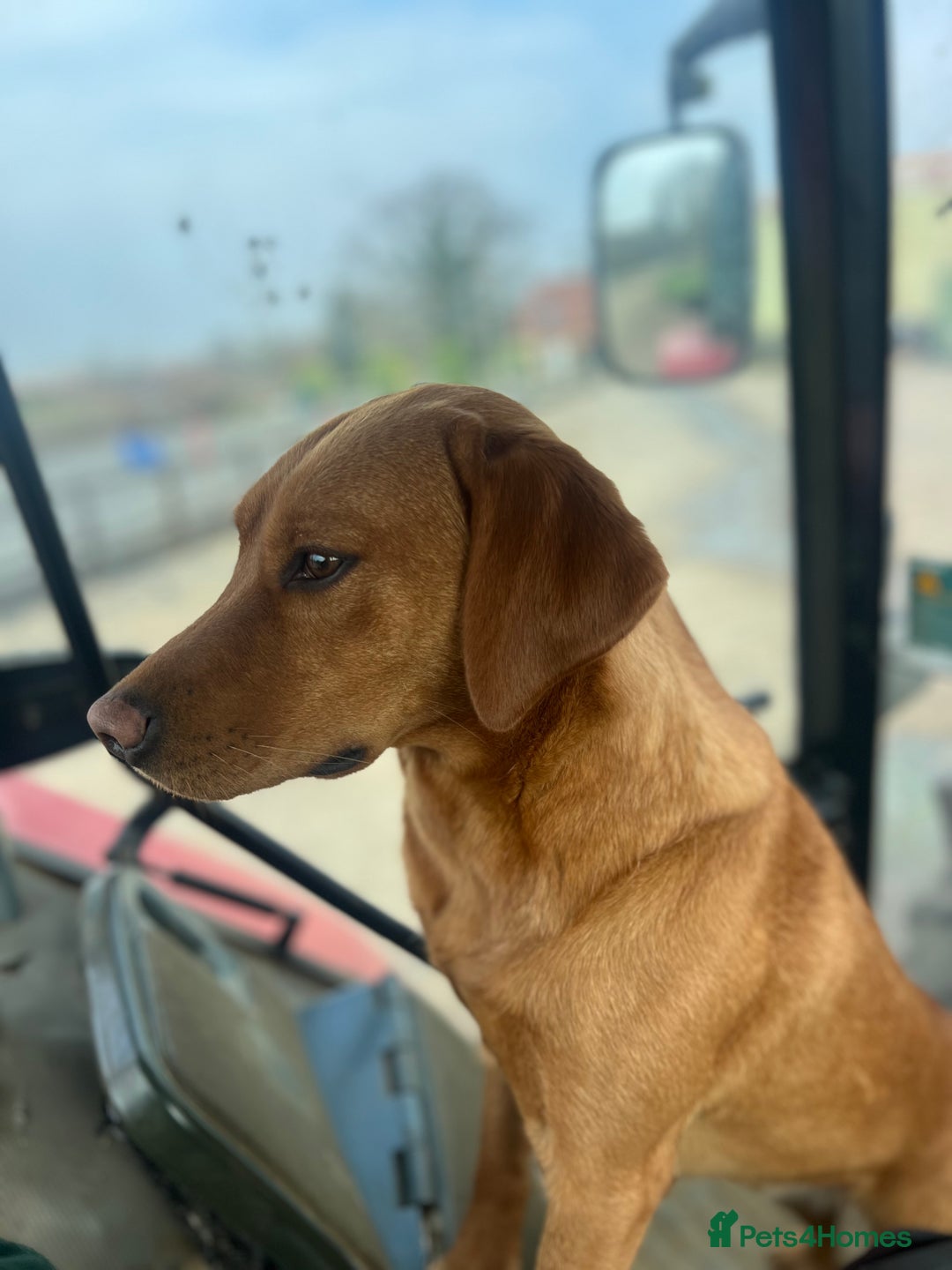 Cockerdor dogs for sale: Beautiful Cockerdor puppies for sale  - Image 15
